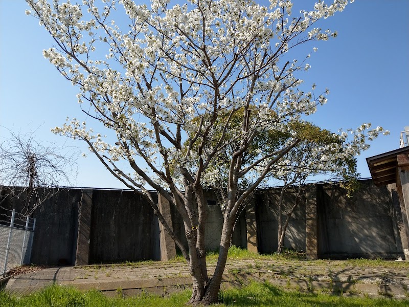 新川排水機の大島桜
