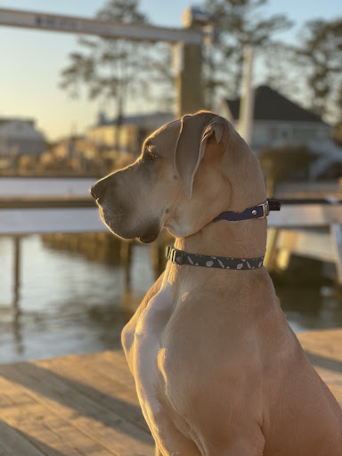 Dog Trainer «Off Leash K9 Training, Charlottesville», reviews and photos, 8782 Seminole Trail, Ruckersville, VA 22968, USA