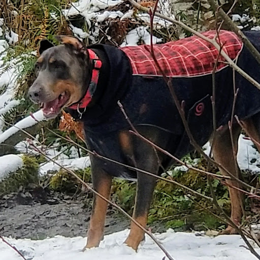Tourist Attraction «Snoqualmie Falls Lower Observation Deck», reviews and photos, 37451 SE Fish Hatchery Rd, Fall City, WA 98024, USA