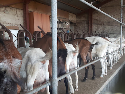 Ferme Du Mas De Bénech à Lugagnac