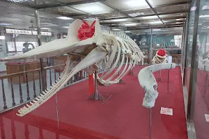 Sperm Whale Museum image