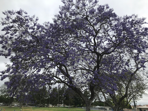 Park «Stoddard Park», reviews and photos, 1901 S 9th St, Anaheim, CA 92802, USA