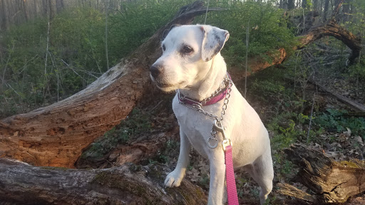 Nature Preserve «Sauk Trail Woods», reviews and photos, 3028 Forest Preserve Dr, Chicago Heights, IL 60411, USA