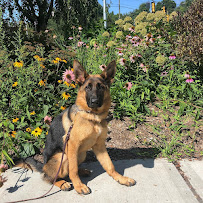 Pet Degree Dog Training Center - Photo 8 - Car repair in Trumbull, CT, Bridgeport