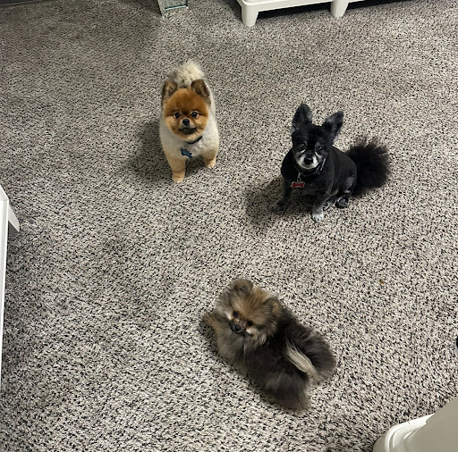 Woof Gang Bakery Daytona