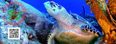 ASCE PLONGEE "La Tortue Marine" à Corbeil-Essonnes