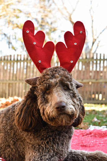 A Country Pup Pet Spa