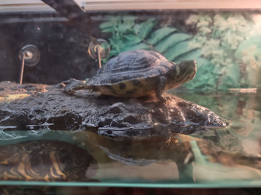 Pet Supply Store «Petco Animal Supplies», reviews and photos, 4820 South Baldwin Road #3B, Orion Township, MI 48359, USA