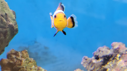 Pet Supply Store «Petco Animal Supplies», reviews and photos, 200 Center Blvd S, Christiana, DE 19702, USA