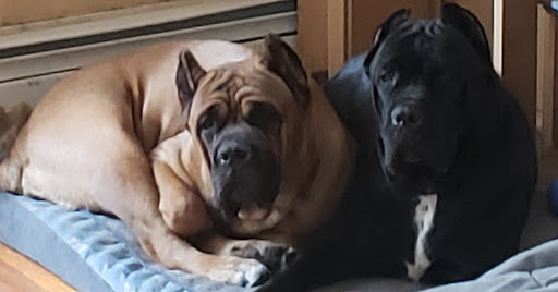 Pet Supply Store «Pet Life | Supplies, Services & Knowledge», reviews and photos, 517 S Broadway, Salem, NH 03079, USA