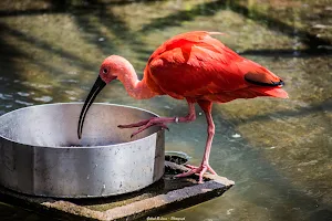 Zoo Bird image