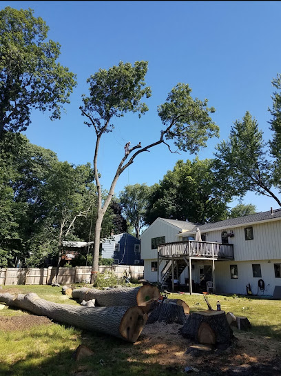 A Cut Above The Best Tree Removal