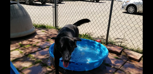 Animal Protection Organization «Humane Society of Dallas County/Dog and Kitty City», reviews and photos