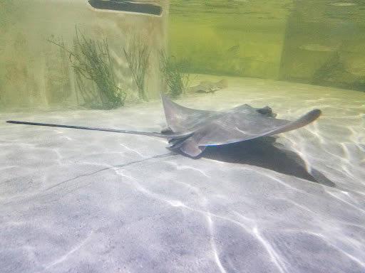 Aquarium «North Carolina Aquarium at Pine Knoll Shores», reviews and photos, 1 Roosevelt Blvd, Pine Knoll Shores, NC 28512, USA