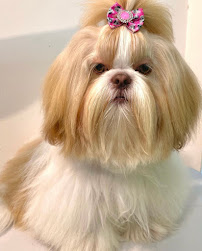 PetsWell Mobile Grooming - Photo 5 - Car repair in , San Mateo