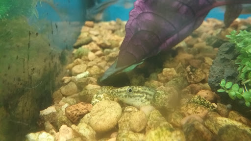 Pet Supply Store «Pet Supermarket», reviews and photos, 2924 13th St, St Cloud, FL 34769, USA