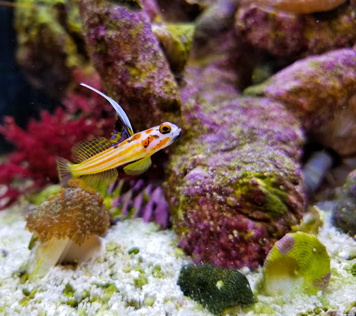 Pet Supply Store «Aquariums and Reptiles», reviews and photos, 11400 S Cleveland Ave, Fort Myers, FL 33907, USA