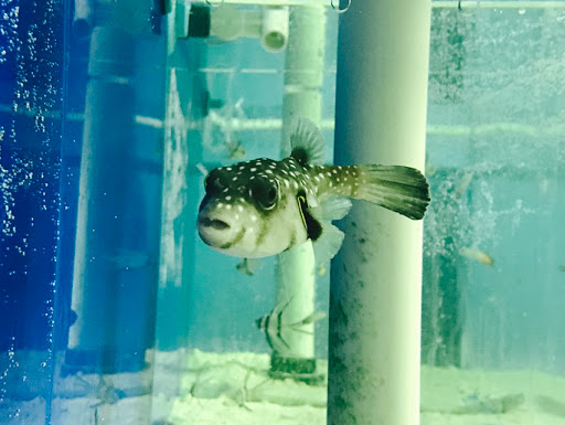 Pet Store «Acuario Piscis», reviews and photos, 3040 W Cermak Rd, Chicago, IL 60623, USA