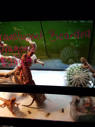 Reptile Store «Reptile Pets Direct», reviews and photos, 8088 Pat Booker Rd, Live Oak, TX 78233, USA