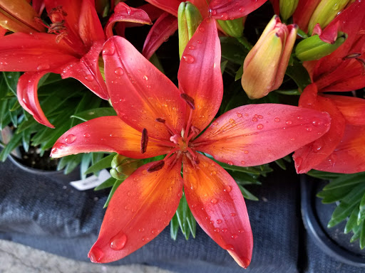 Supermarket «Price Chopper», reviews and photos, 6750 PA-706, Montrose, PA 18801, USA