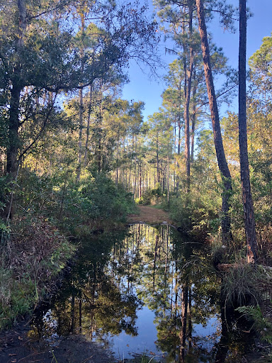 Nature Preserve «Triple Creek Nature Preserve», reviews and photos, 13112 Balm Boyette Rd, Riverview, FL 33579, USA