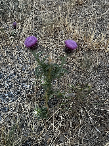 Park «Homestead Hills Park», reviews and photos, 4500 E 140th Ave, Thornton, CO 80602, USA