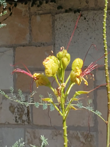 State Park «Lyndon B. Johnson State Park & Historic Site», reviews and photos, 199 Park Road 52, Stonewall, TX 78671, USA