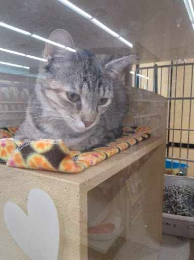 Pet Supply Store «PetSmart», reviews and photos, 3630 Peachtree Pkwy, Suwanee, GA 30024, USA