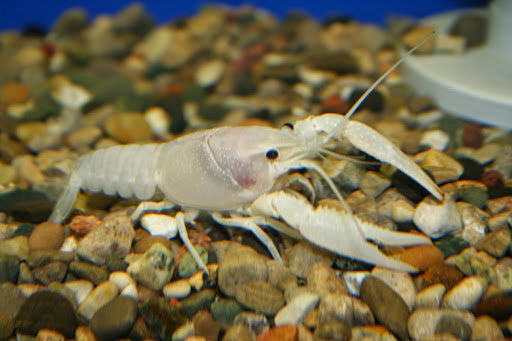 Tropical Fish Store «Aquatic Treasures/Bruces Pond Shop», reviews and photos, 20708 Gudith Rd, Brownstown Charter Twp, MI 48183, USA