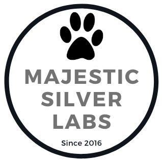 Majestic Silver Labs