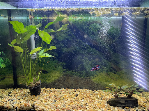 Tropical Fish Store «C K Fish World», reviews and photos, 410 N Azusa Ave, West Covina, CA 91791, USA