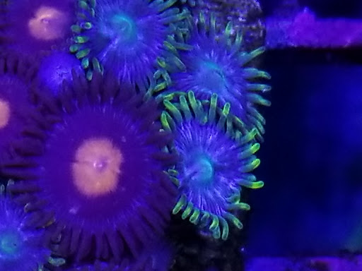 Pet Supply Store «Ocean Rift Aquatics», reviews and photos, 1178 S Main St, North Canton, OH 44720, USA