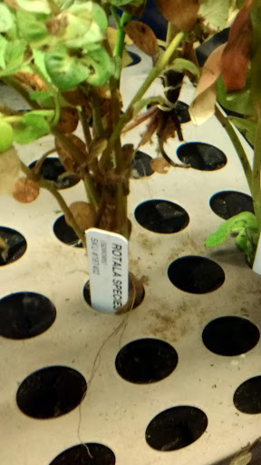 Pet Supply Store «Petco Animal Supplies», reviews and photos, 226 Thornton Drive, Dickson, TN 37055, USA