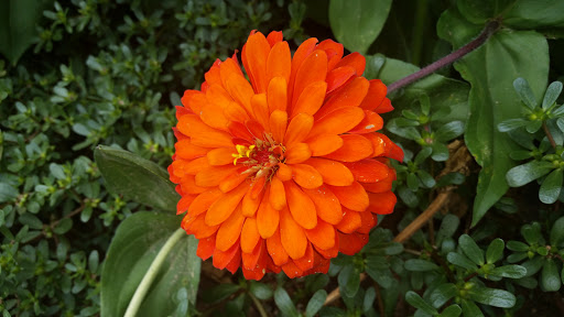 Farm «Four Town Farm», reviews and photos, 90 George St, Seekonk, MA 02771, USA