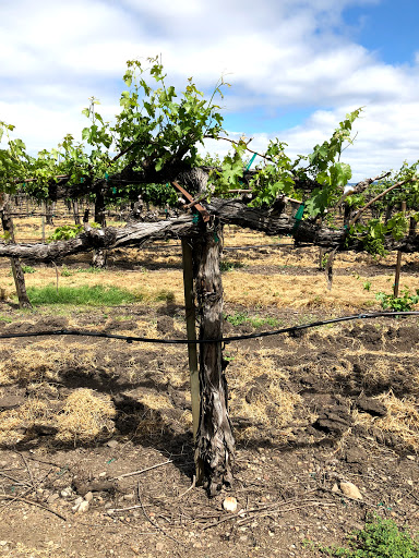 Bicycle Rental Service «Napa Valley Bike Tours & Rentals», reviews and photos, 6500 Washington St, Yountville, CA 94599, USA