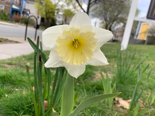 Park «Nathan Tufts Park», reviews and photos, 850 Broadway, Somerville, MA 02144, USA