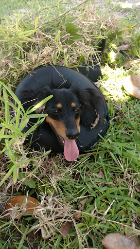 Pet Supply Store «PetSmart», reviews and photos, 534 US-441, Lady Lake, FL 32159, USA