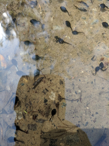 Park «Freedom Park», reviews and photos, 44705 Palmer Rd, Canton, MI 48188, USA