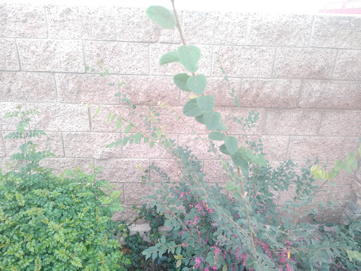 Florist «Secret Garden Florist», reviews and photos, 6076 Lincoln Ave, Cypress, CA 90630, USA