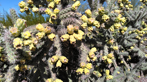 Museum «Musical Instrument Museum», reviews and photos, 4725 E Mayo Blvd, Phoenix, AZ 85050, USA