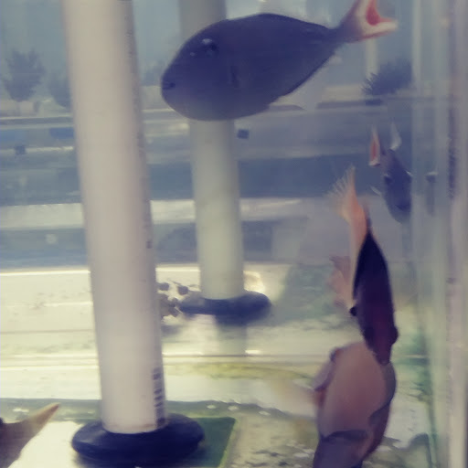 Tropical Fish Store «The Fish Store», reviews and photos, 2050 Chamblee Tucker Rd, Chamblee, GA 30341, USA