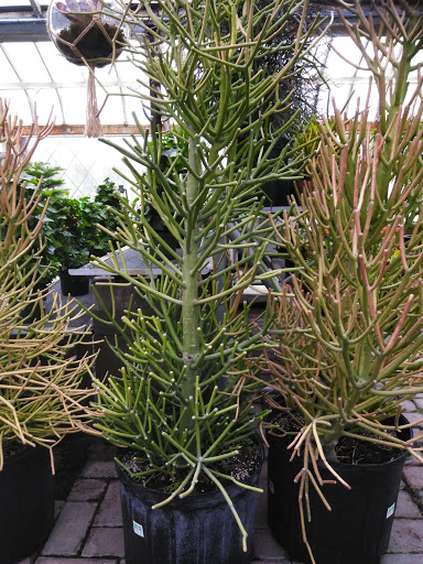 Plant Nursery «Goldner Walsh Garden and Home», reviews and photos, 559 Orchard Lake Rd, Pontiac, MI 48341, USA