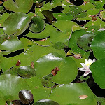 Photo n°17 de l'avis de Paola.l fait le 22/06/2020 à 10:45 sur le  Villa della Pergola à Alassio