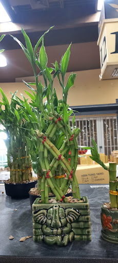 Asian Grocery Store «99 Ranch Market», reviews and photos, 131 W Spring Creek Pkwy, Plano, TX 75023, USA