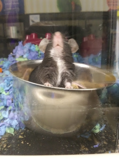 Pet Supply Store «PetSmart», reviews and photos, 1 Worcester Rd, Framingham, MA 01701, USA