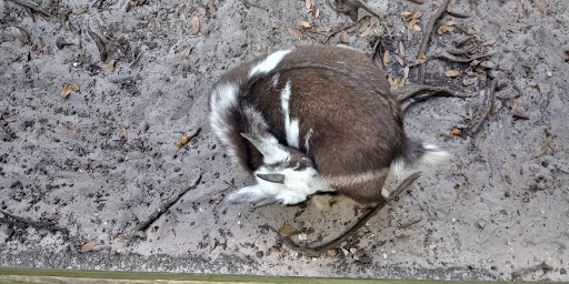 Nature Preserve «Tree Hill Nature Center», reviews and photos, 7152 Lone Star Rd, Jacksonville, FL 32211, USA