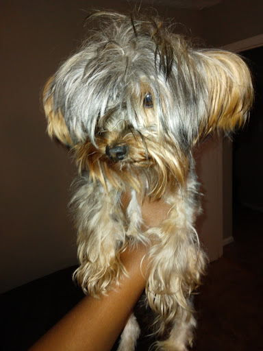 Pet Supply Store «PetSmart», reviews and photos, 860 Cobb Pl Blvd NW, Kennesaw, GA 30144, USA