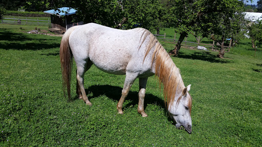 Tourist Attraction «Tollen Farm», reviews and photos, 11681 SW Tooze Rd, Wilsonville, OR 97070, USA