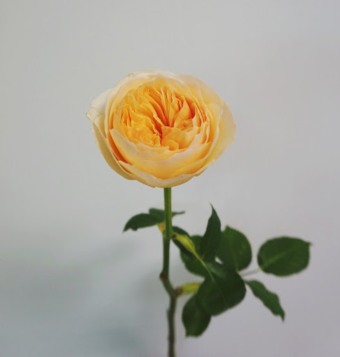 Florist «Carrollwood Florist», reviews and photos, 11745 N Dale Mabry Hwy, Tampa, FL 33618, USA