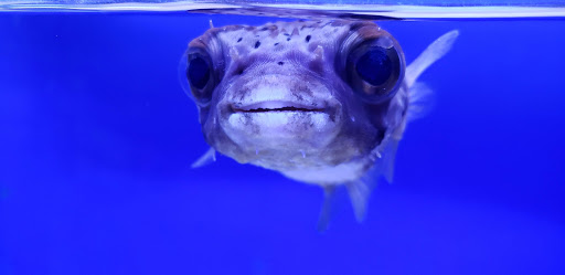 Tropical Fish Store «Ultimate Reefs & Aquariums», reviews and photos, 6020 S Memorial Dr, Tulsa, OK 74145, USA